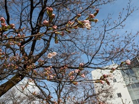 【開花宣言】「ロボット公園」の桜が開花しました!!