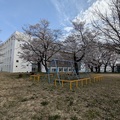 【開花宣言】「ロボット公園」の